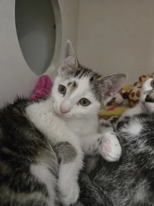 A baby medium-sized female Domestic Short Hair cat named Cornelia for adoption in Savannah, GA