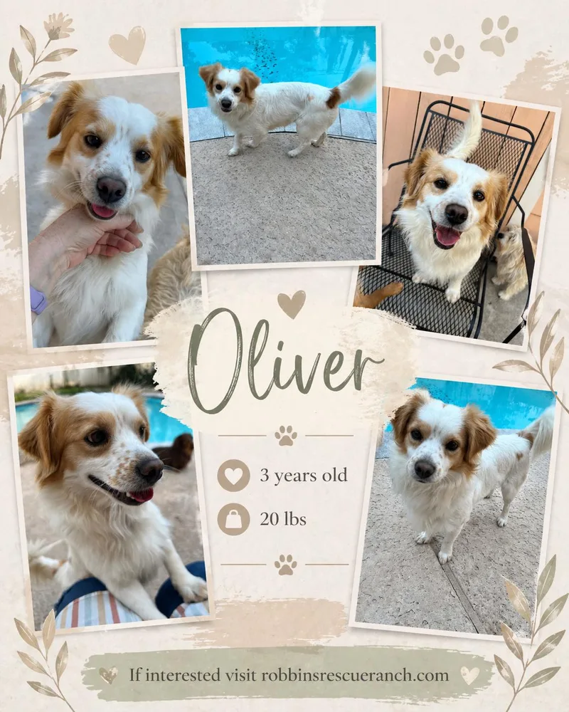 A young small-sized male Terrier dog named Oliver for adoption in Brenham, TX