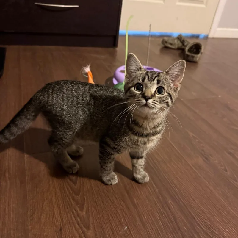 A baby small-sized female Brown / Chocolate Domestic Short Hair cat named Makwa for adoption in Hedgesville, WV