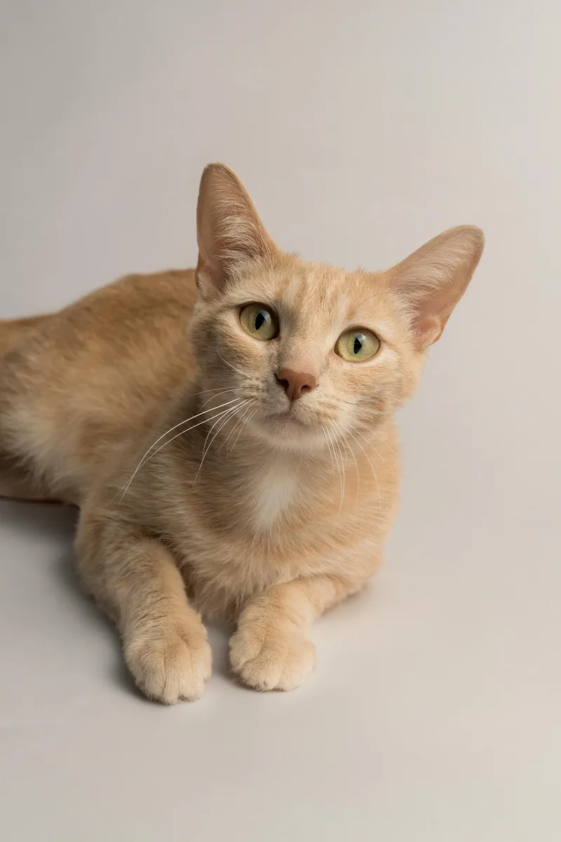 An adult medium-sized female Buff / Tan / Fawn Domestic Short Hair cat named Peaches for adoption in Stoughton, WI