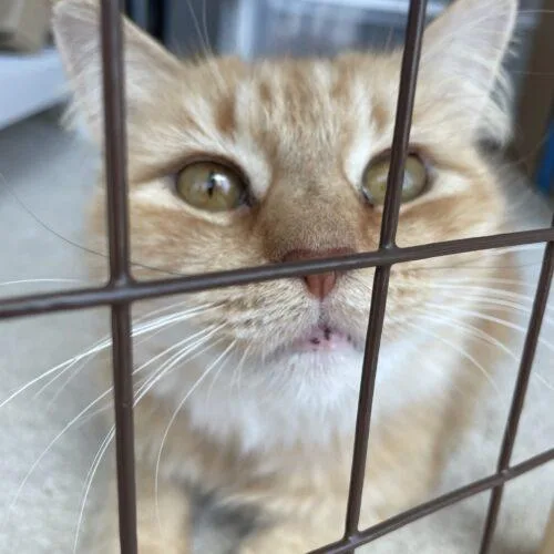 A young medium-sized female Domestic Long Hair cat named Lucile DeBough for adoption in Tampa, FL