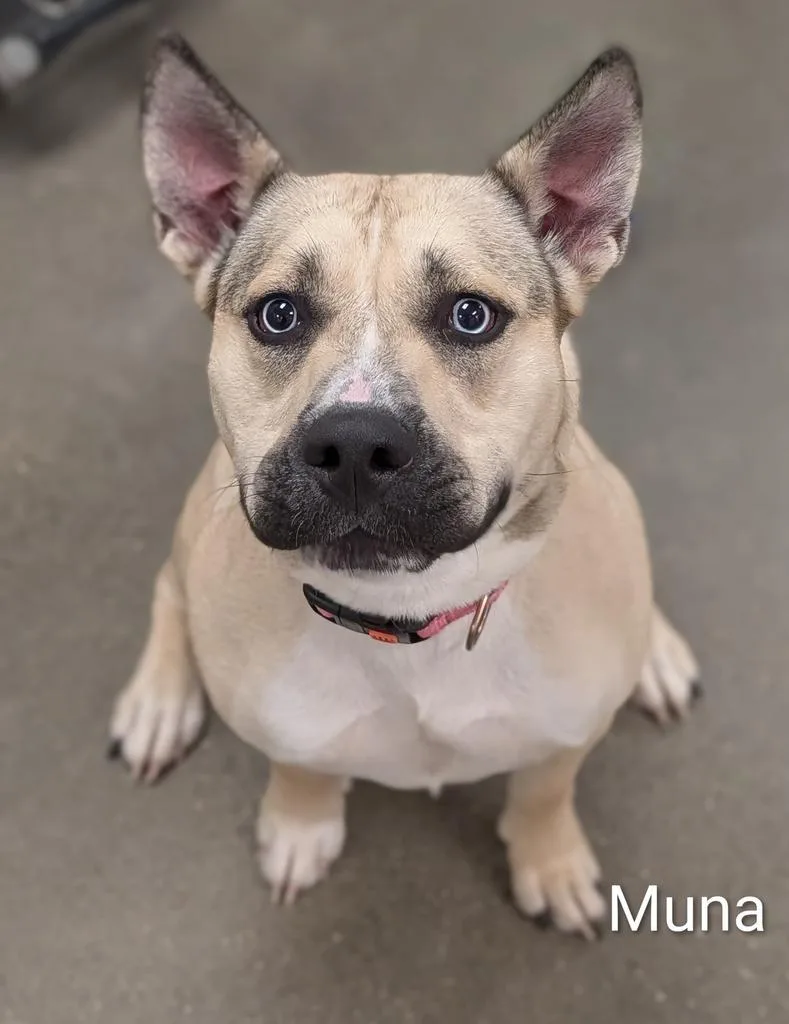 A young medium-sized female Mixed Breed dog named Muna for adoption in Greenfield, IN