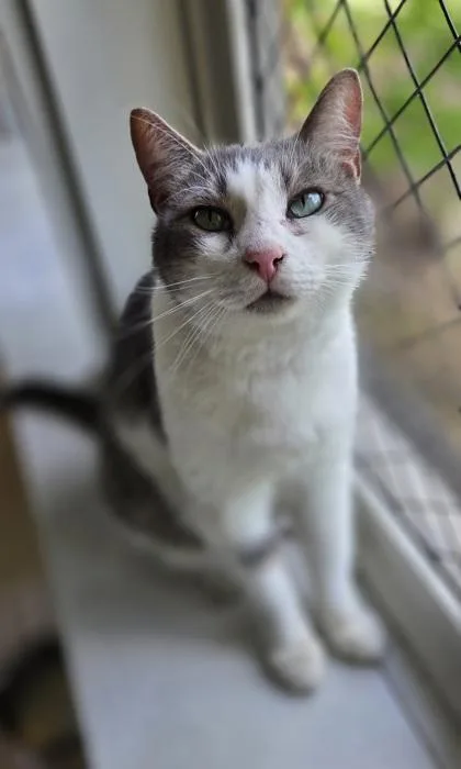 A senior small-sized male Domestic Medium Hair cat named Eres for adoption in Honolulu, HI