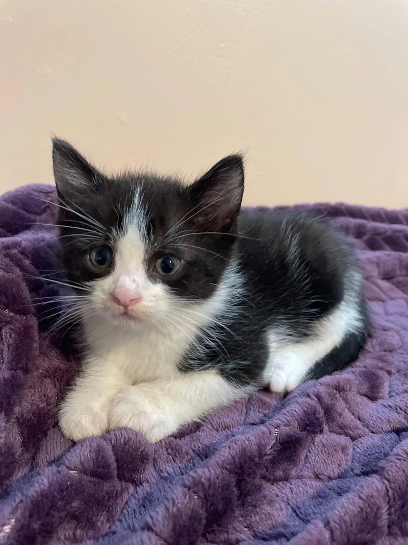 A baby medium-sized male Black & White / Tuxedo Domestic Short Hair cat named Vincent for adoption in Island Lake, IL