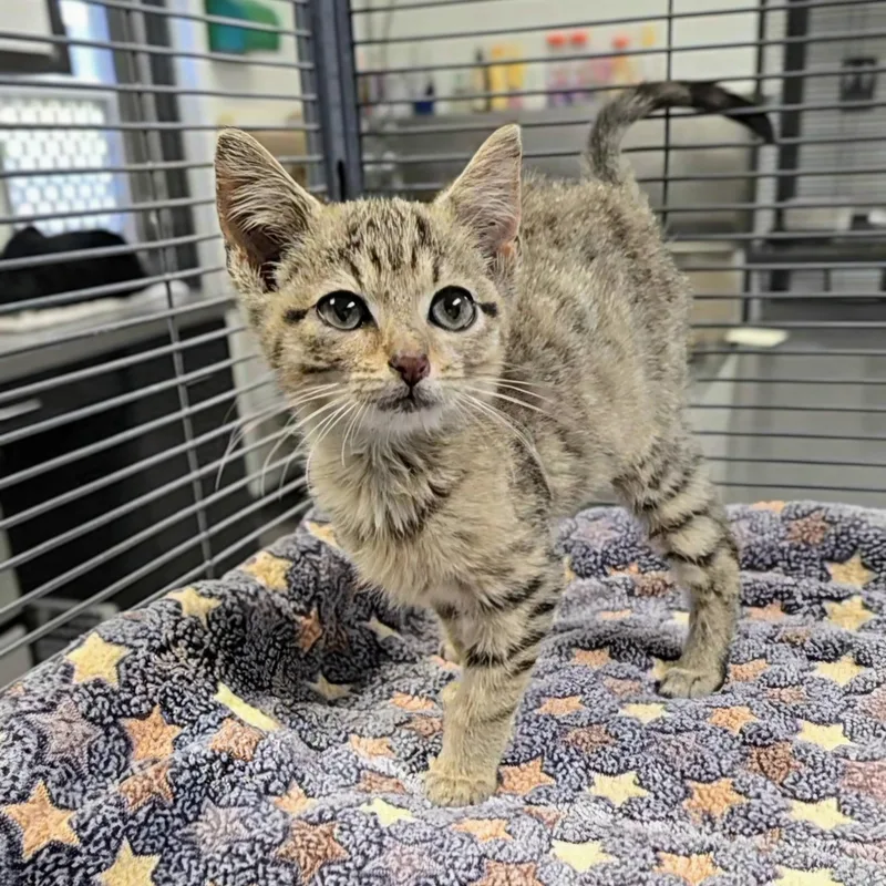 A baby medium-sized male Tabby (Gray / Blue / Silver) Domestic Short Hair cat named Linc for adoption in Mount Carmel, IL