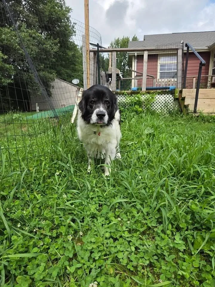 A senior large-sized male Tricolor (Brown, Black, & White) Newfoundland Dog dog named Clooney for adoption in Columbus, OH