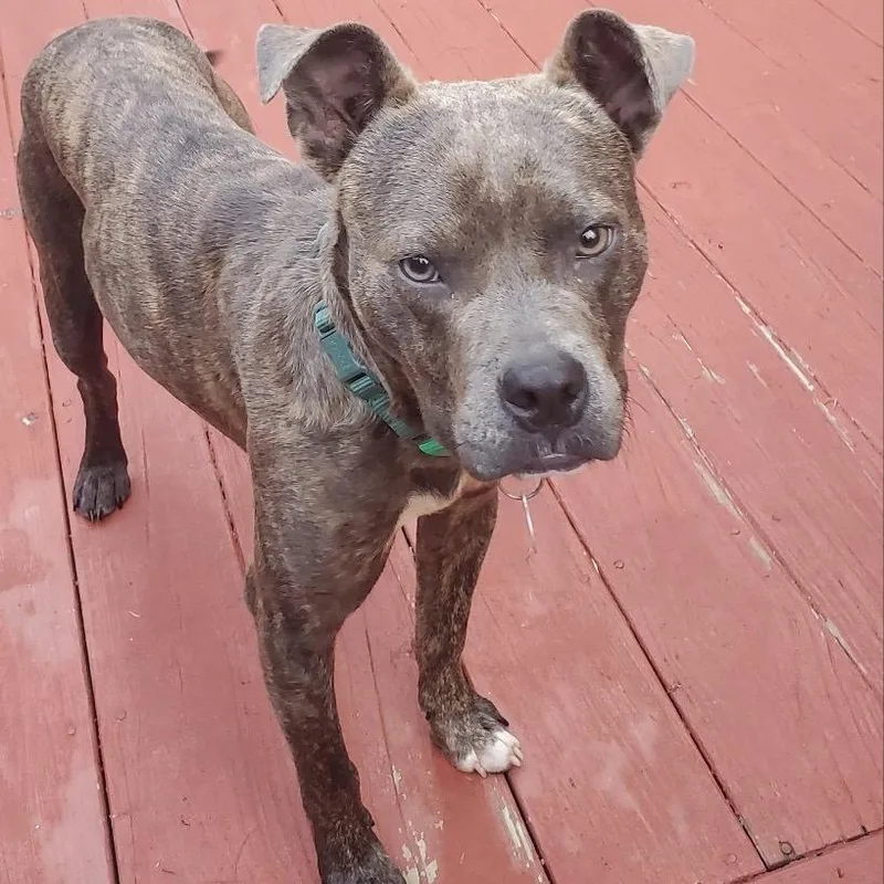 A young medium-sized male Brindle Mixed Breed dog named Archer for adoption in Fredericksburg, VA