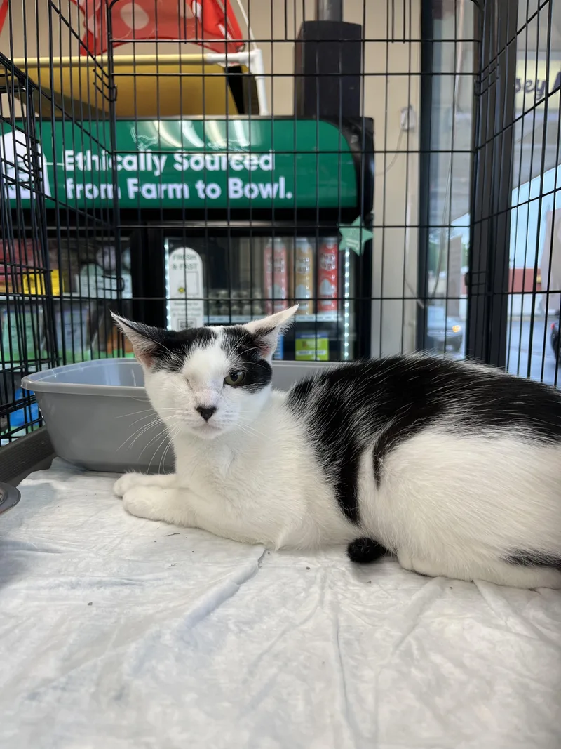 A baby medium-sized female Gray & White Domestic Short Hair cat named Ollie  One Eyed for adoption in New York, NY