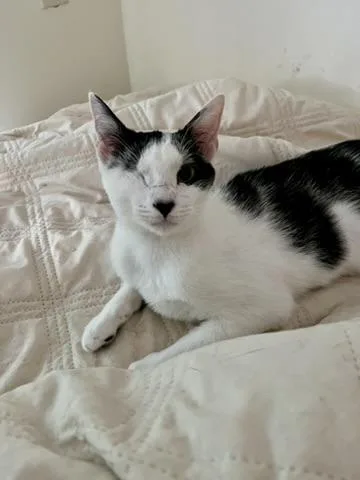 Ollie  One Eyed thumbnail 4