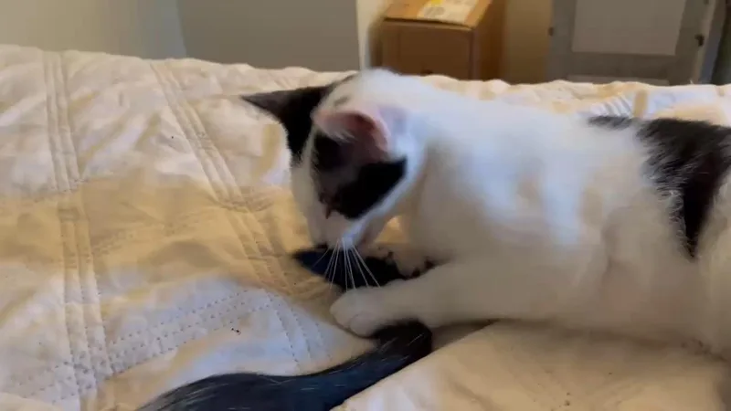 Ollie  One Eyed thumbnail 5