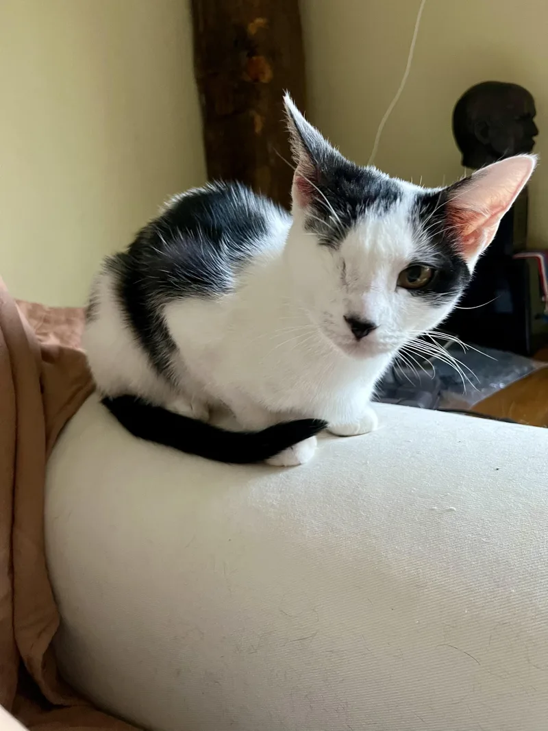Ollie  One Eyed thumbnail 6