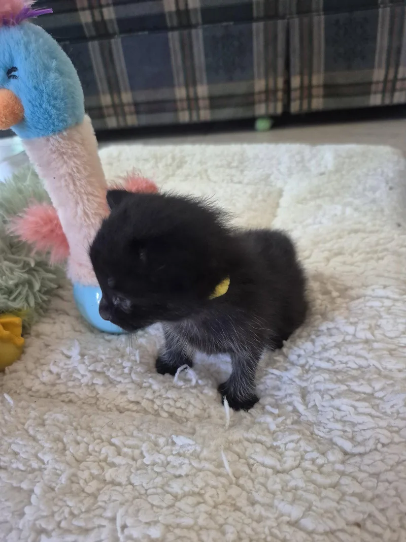 A baby medium-sized female Black Manx cat named Leander for adoption in Magnolia Springs, AL