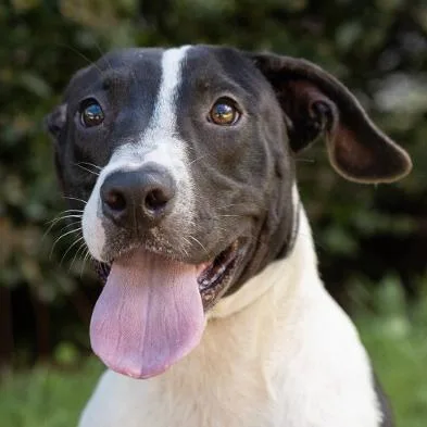 A young medium-sized male Black Mixed Breed dog named Boudreaux for adoption in Springboro, OH