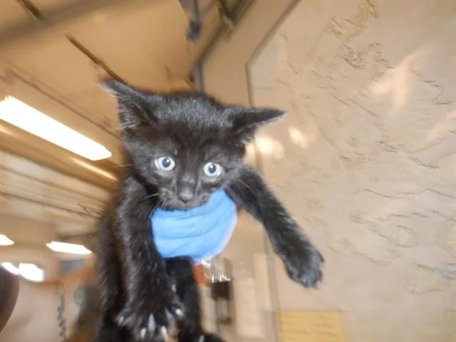 A baby small-sized male Domestic Short Hair cat named Bolt for adoption in San Jose, CA