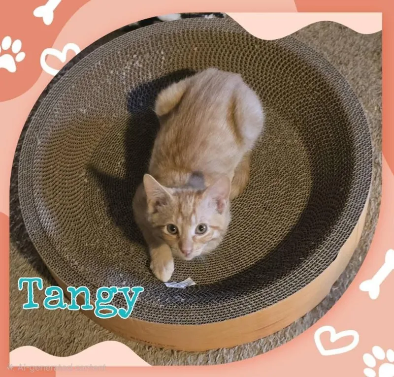 A baby medium-sized male Domestic Short Hair cat named Tangy for adoption in Miami, OK