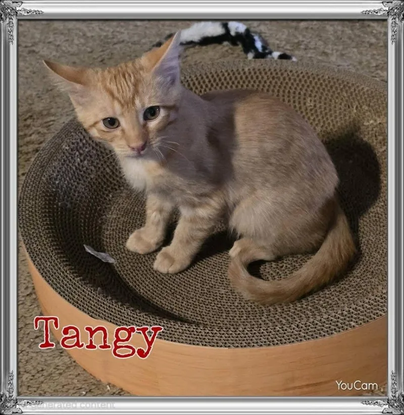 Tangy thumbnail 2