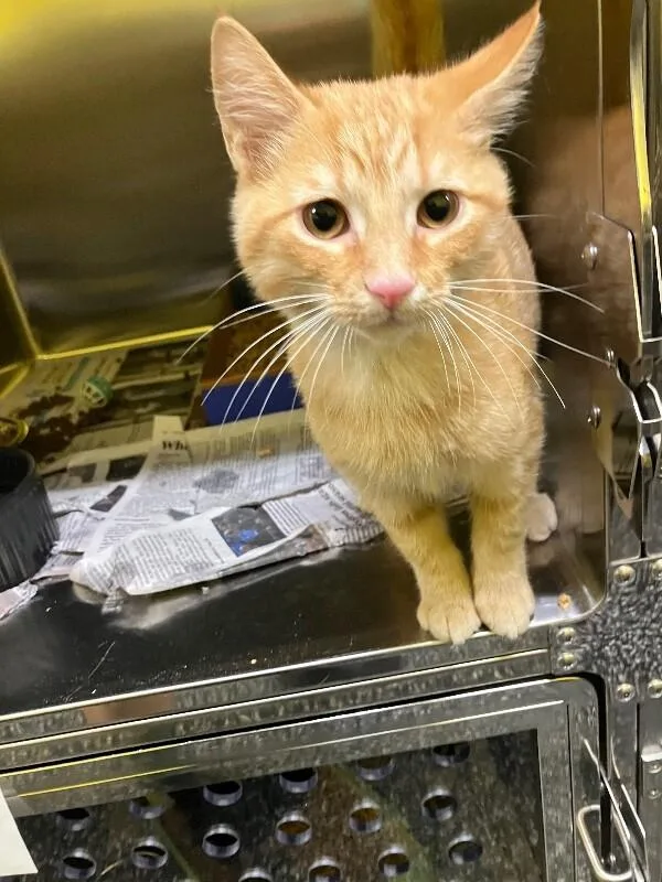 A young medium-sized male Tabby (Orange / Red) Domestic Medium Hair cat named Assembly Line for adoption in Jackson, TN