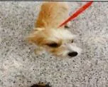 A baby small-sized male Terrier dog named Index for adoption in Largo, FL