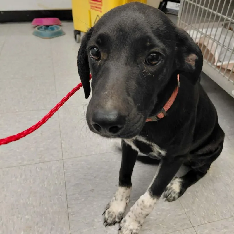 A young medium-sized female Border Collie dog named Fala for adoption in Bastrop, TX