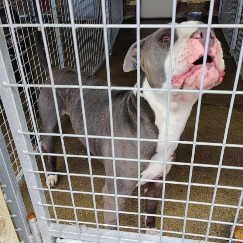An adult medium-sized male Gray / Blue / Silver Mixed Breed dog named Chico for adoption in Huntington, WV