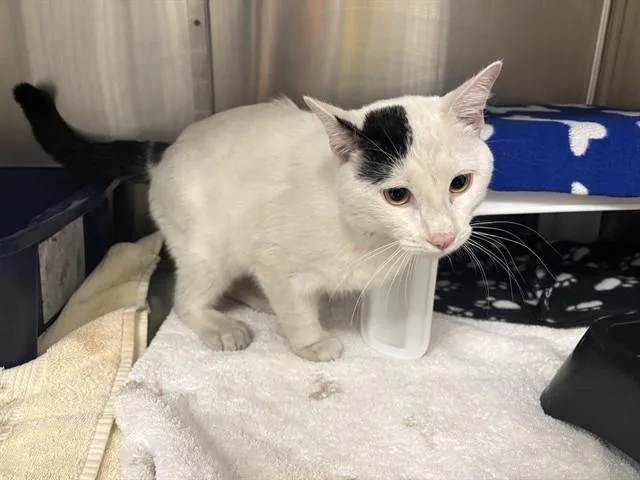 A young small-sized male Domestic Short Hair cat named Snowballl for adoption in Minneapolis, MN
