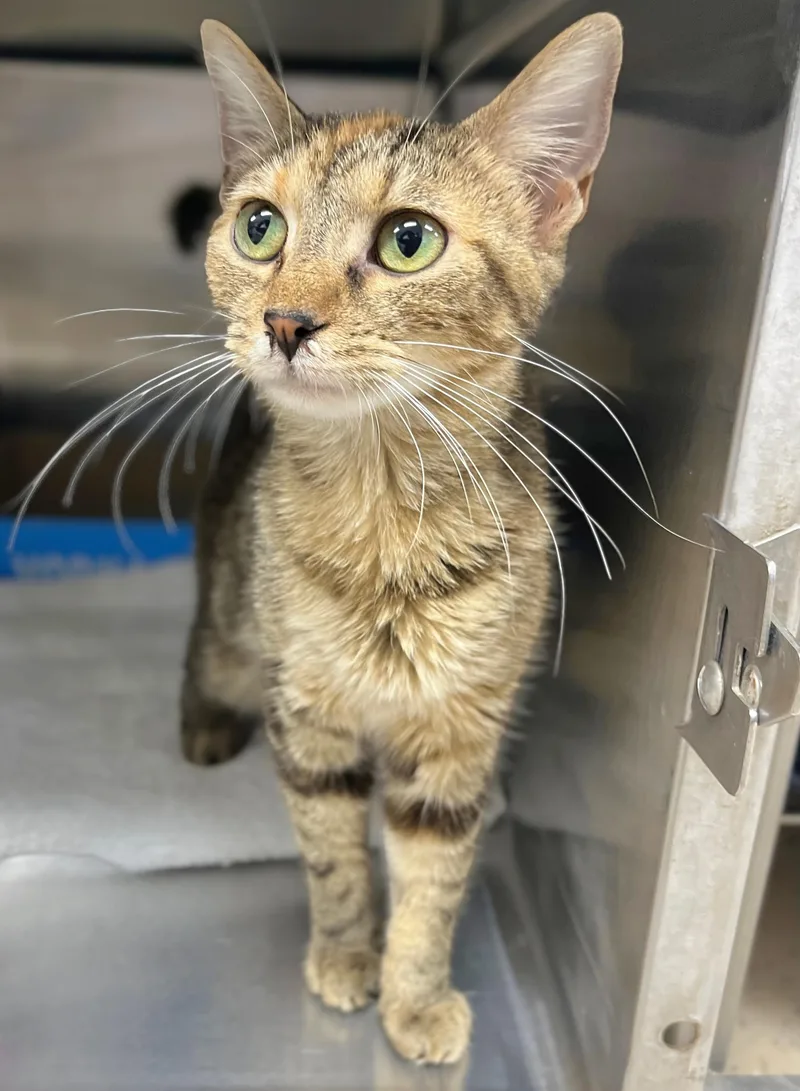 A young medium-sized female Tabby (Brown / Chocolate) Domestic Short Hair cat named Winifred for adoption in Seville, OH