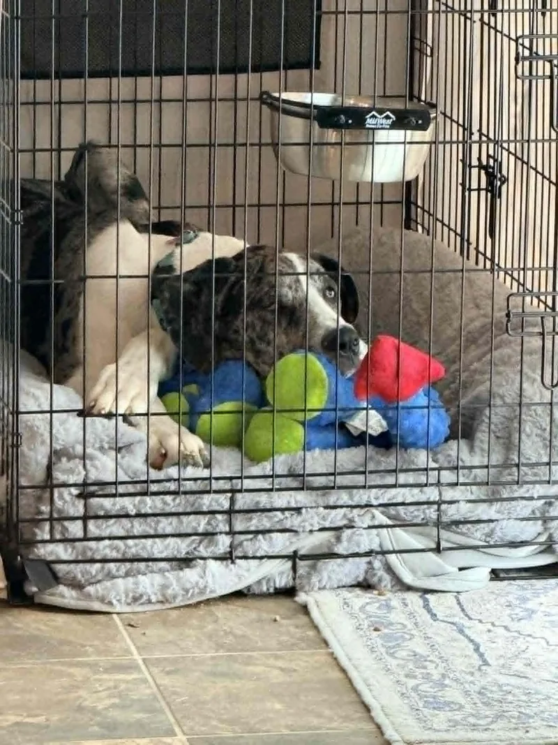 A baby large-sized male Great Dane dog named Sampson for adoption in LEWISTON, ID