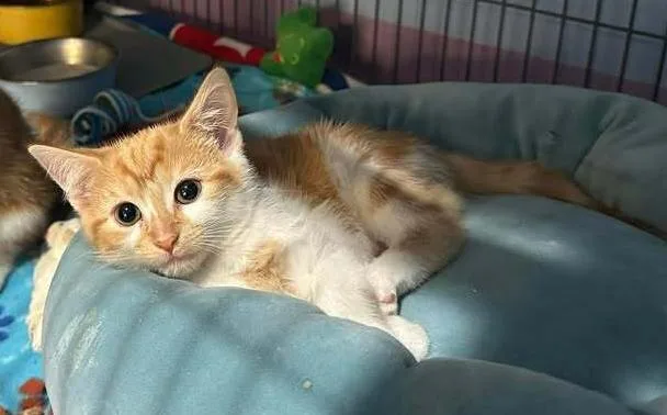 A baby small-sized female Orange & White Domestic Short Hair cat named Habanero for adoption in Woodbridge, VA
