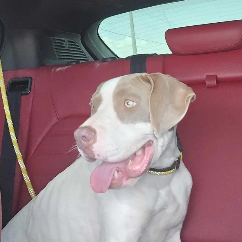 An adult medium-sized female White / Cream American Staffordshire Terrier dog named Cera for adoption in Apache Junction, AZ
