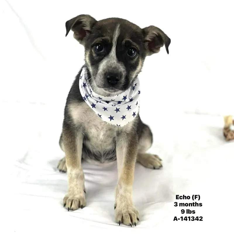 A baby medium-sized female Tricolor (Brown, Black, & White) Labrador Retriever dog named Echo  Local April for adoption in Brookshire, TX