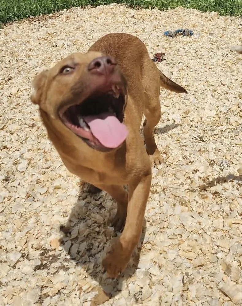 An adult large-sized male Boxer dog named Corey for adoption in Troy, AL