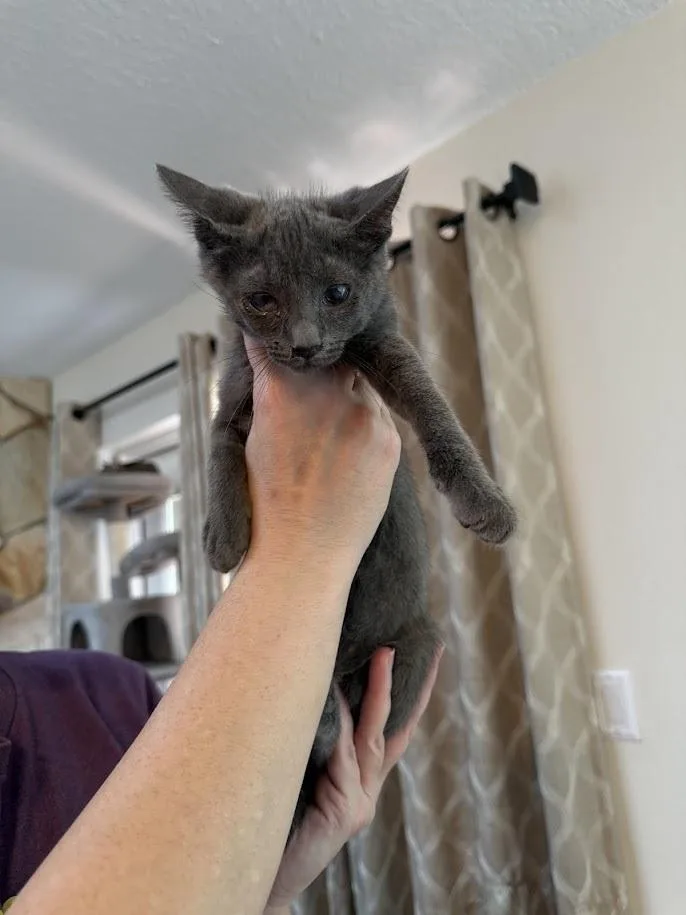 A baby small-sized female Blue Point Domestic Short Hair cat named Bini for adoption in Deltona, FL