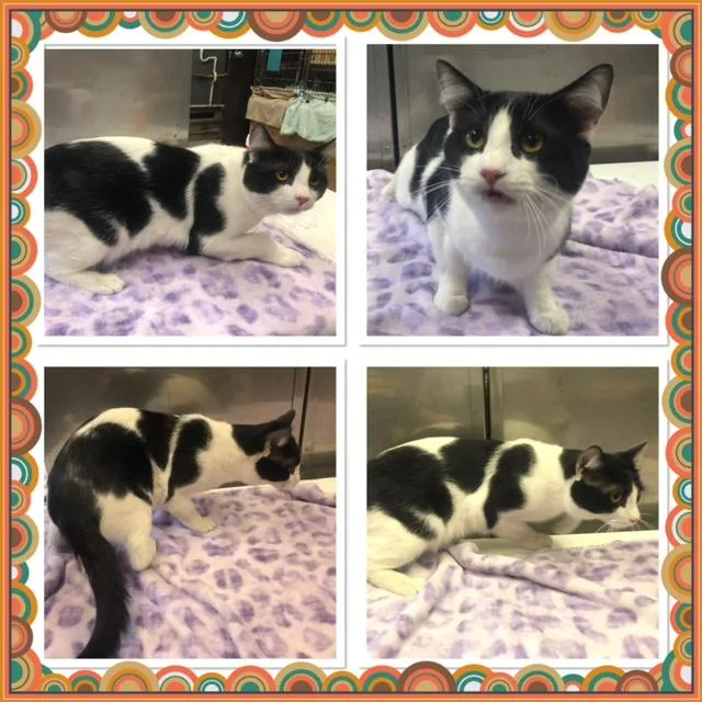 An adult medium-sized male Black & White / Tuxedo Domestic Short Hair cat named Bai for adoption in Buckhannon, WV