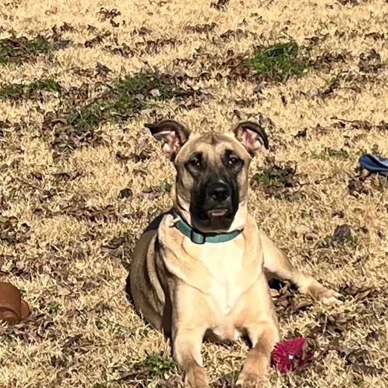 An adult large-sized male Yellow / Tan / Blond / Fawn Shepherd dog named Tucker for adoption in Huntsville, AL
