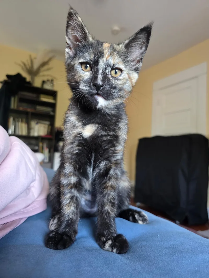 A baby small-sized female Domestic Short Hair cat named Duchess for adoption in South Pasadena, CA