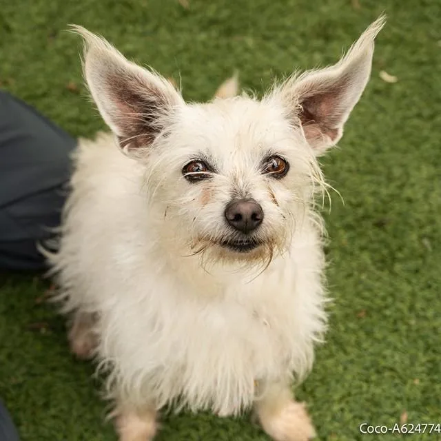 An adult small-sized female Terrier dog named Coco for adoption in Sacramento, CA