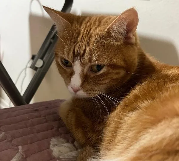 An adult medium-sized female Domestic Short Hair cat named Ginger for adoption in Ridgewood, NY