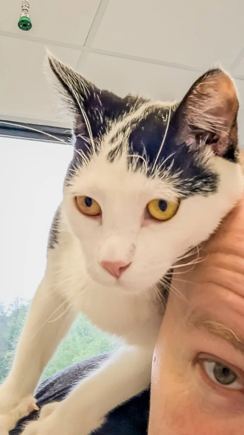 A young medium-sized male Black & White / Tuxedo Domestic Short Hair cat named Axel for adoption in Reston, VA