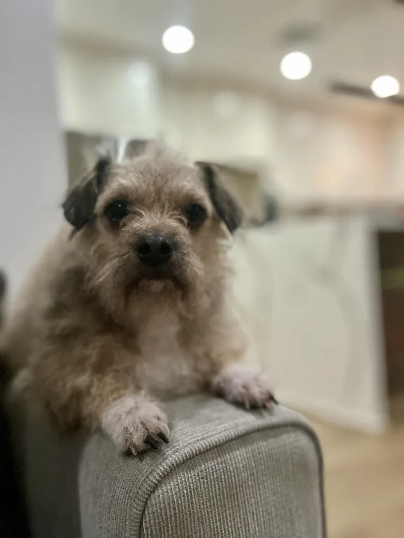 Caramel Sundae thumbnail 2