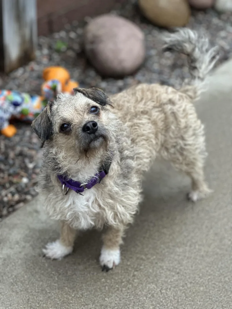 Caramel Sundae thumbnail 3