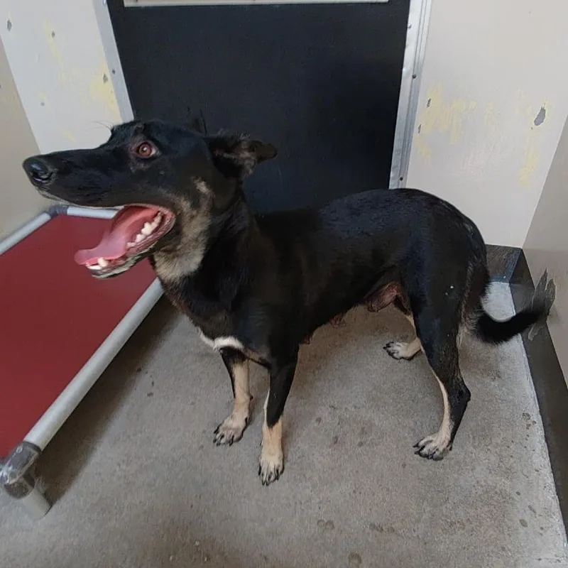 An adult large-sized female Black Shepherd dog named Ivhsstray for adoption in San Gabriel, CA