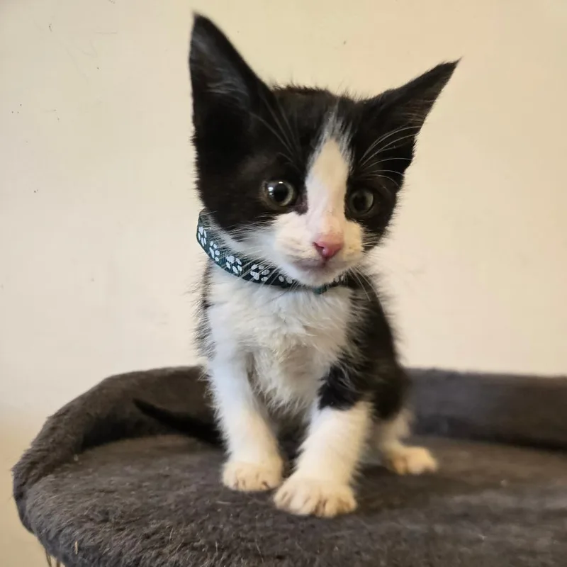 A baby small-sized male Black Domestic Short Hair cat named Scrabble in Parsonsburg for adoption in Alexandria, VA