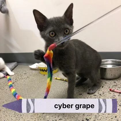 A baby medium-sized male Domestic Short Hair cat named Cyber Grape for adoption in Sacramento, CA