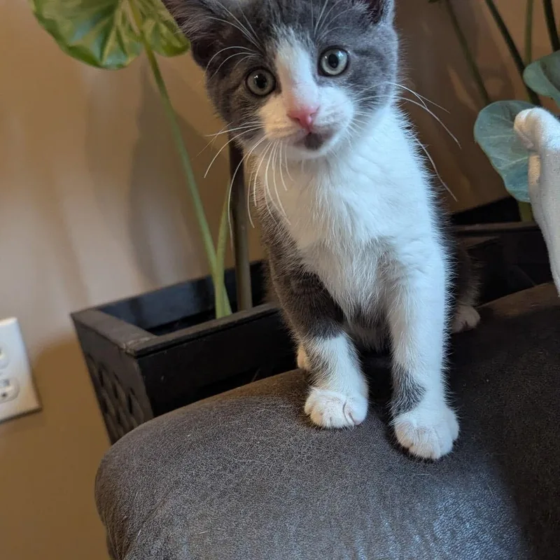 A baby medium-sized male Domestic Medium Hair cat named Apple for adoption in Washington, MI