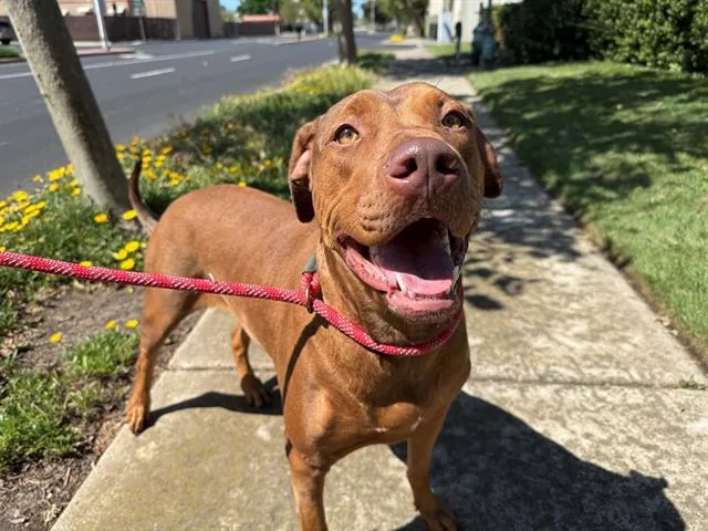 An adult large-sized female Rhodesian Ridgeback dog named Waffle for adoption in Antioch, CA