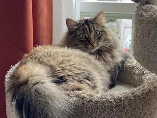 An adult medium-sized female Domestic Medium Hair cat named Fawn for adoption in Oakland, CA