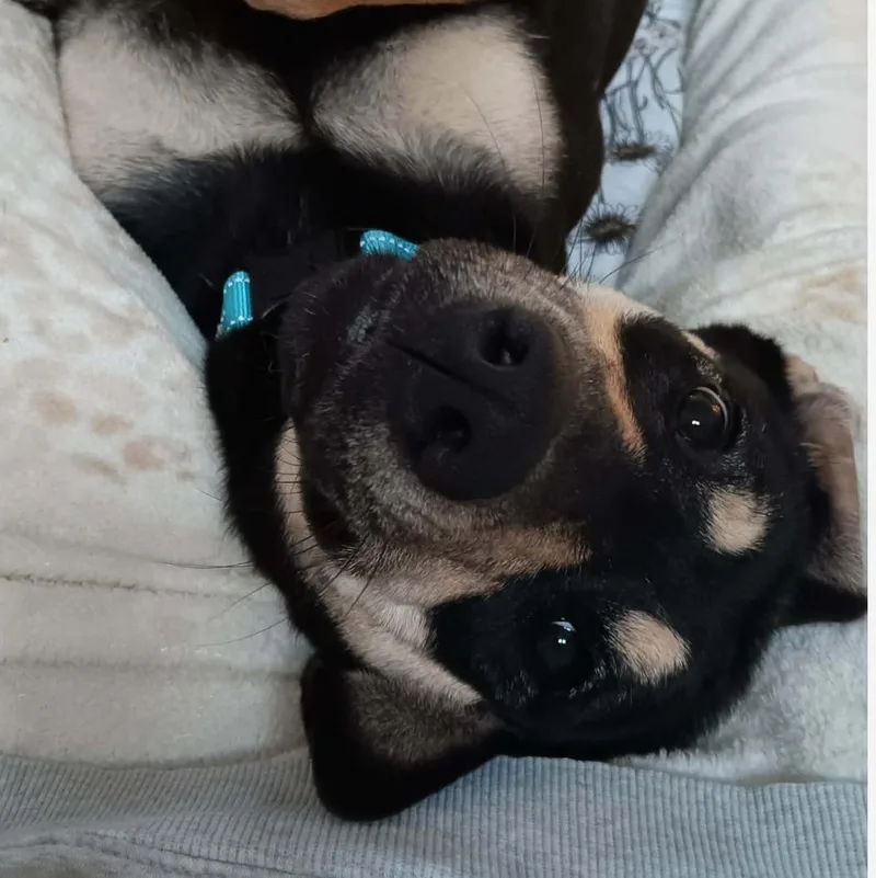 Genevieve thumbnail 2