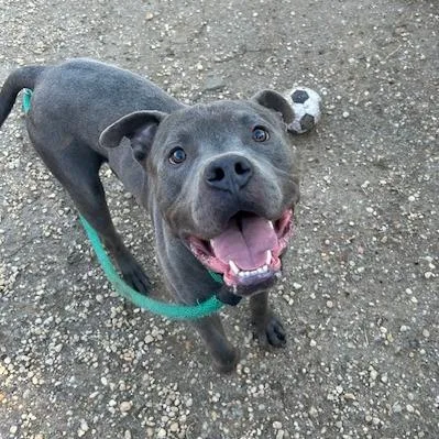 Blue Stone thumbnail 2