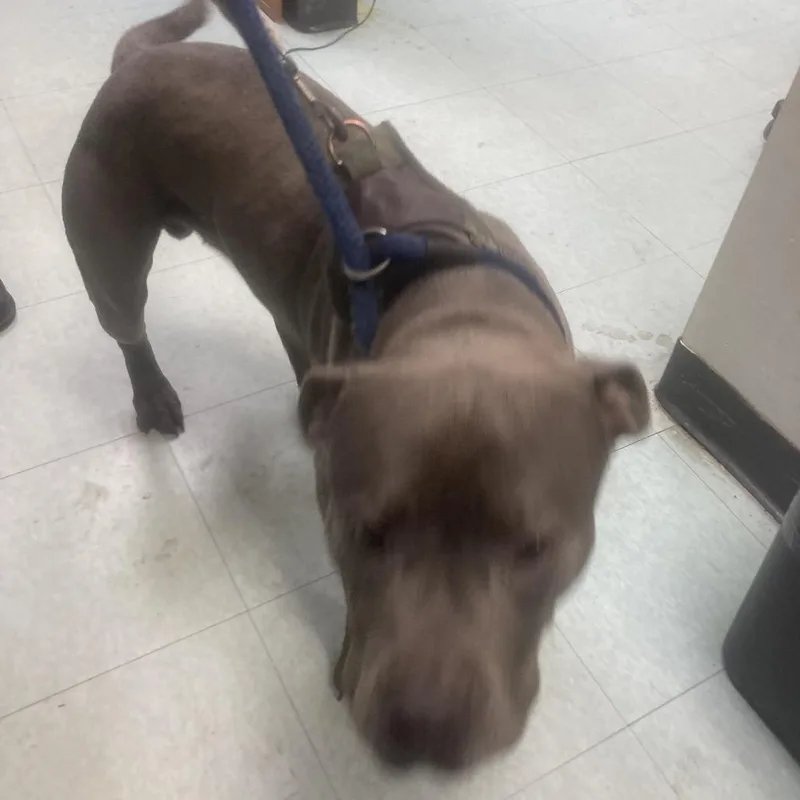 Blue Stone thumbnail 3