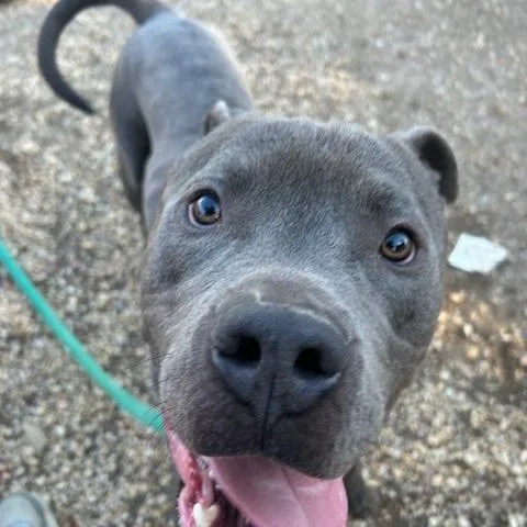 Blue Stone thumbnail 4